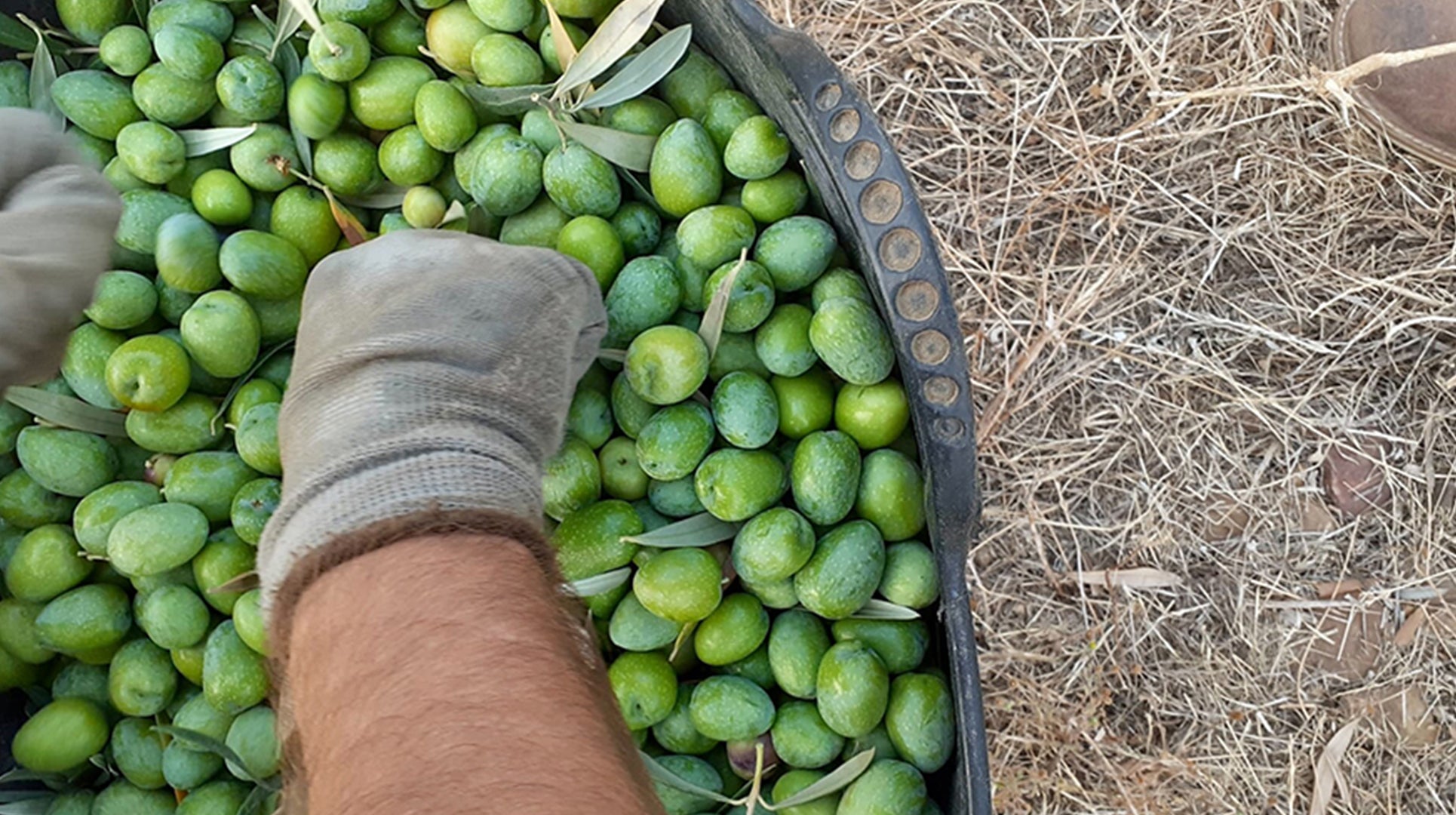 Variedad Picual en Jaén